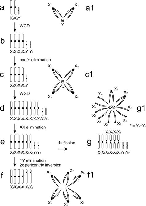 Insights Into The Karyotype And Genome Evolution Of
