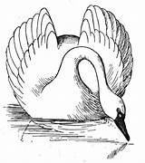 Swan Cisne Wildlife Aves sketch template