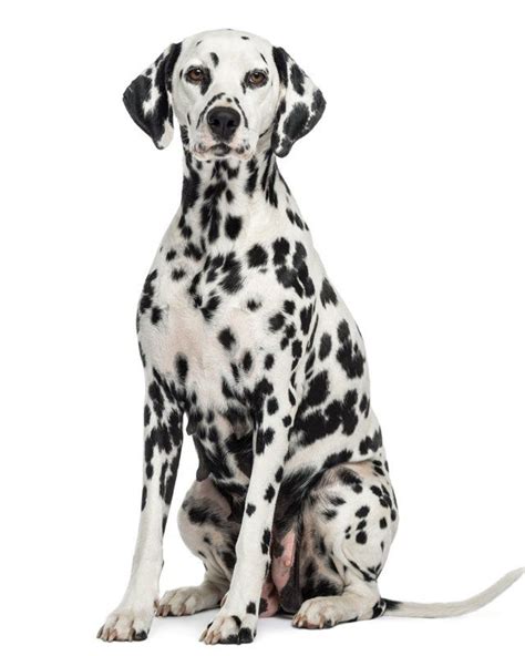 dalmatian puppies breed information hd pictures colors