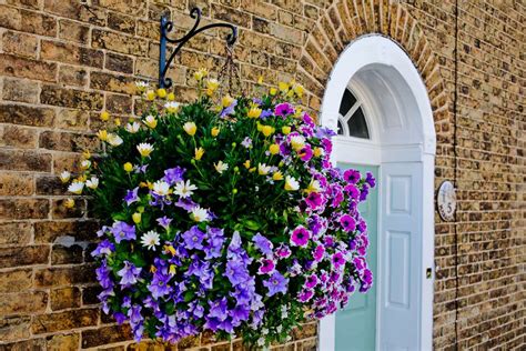 11 Best Flowers To Use In Hanging Baskets