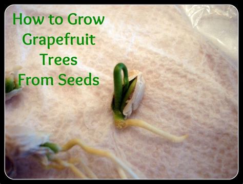 grow grapefruit trees  seeds gardens pinterest