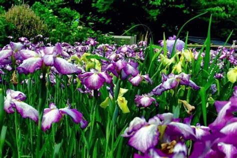 germination  iris seeds requires  special approach