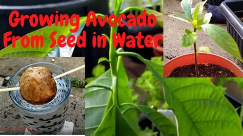 Growing Avocado From Seed In Water From Seed At Home Uk Youtube