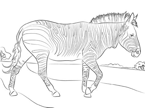 zebra coloring pages  printable zebra coloring pages coloring