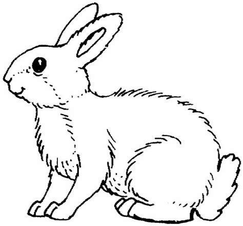 bunny rabbit cartoon coloring home