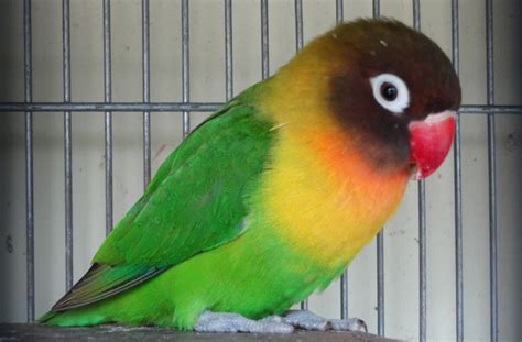 Gaya Terbaru 59 Jenis Warna Burung Labet