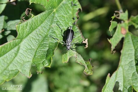 identifying garden pests how to figure out who s eating