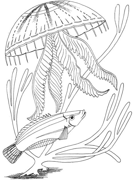 printable adult coloring pages ocean coloring pages