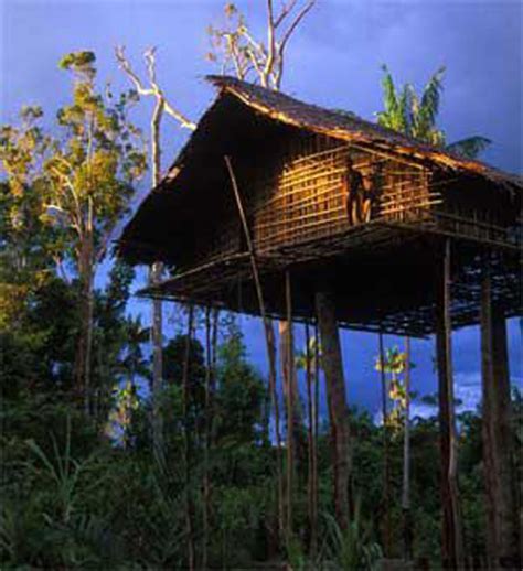 korowai tribe   treehouses hometreehome