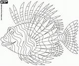 Lionfish Ausmalbilder Fisch Malvorlagen Designlooter Fische Tropische 94kb 250px sketch template
