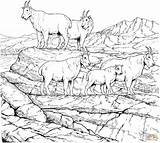 Coloring Mountain Goat Pages Mountains Goats Rocky Billy Gruff Herd Three Printable Drawing Clipart Colouring Adult Adults Sheep Drawings Getdrawings sketch template