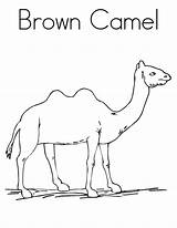 Camel Coloring Pages Brown Printable Kids Sally Template sketch template