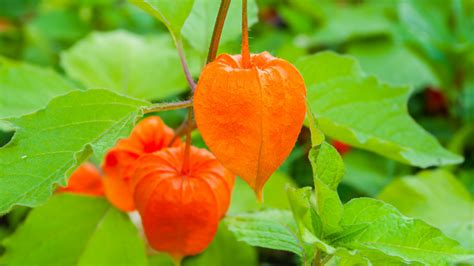 chinese lantern plant   colorful fall plant  easy  grow