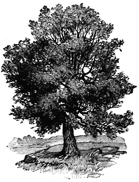 tree drawing oak  getdrawings