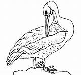 Pelican Coloring Coloringcrew sketch template