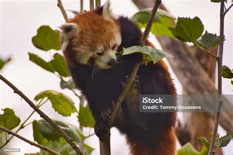 red panda stock photo  image  animal animal wildlife animals   wild istock