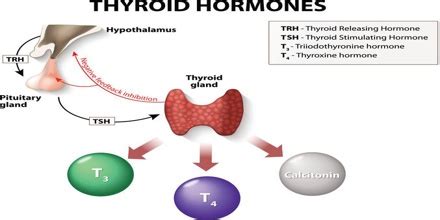 learning curve understanding  thyroid