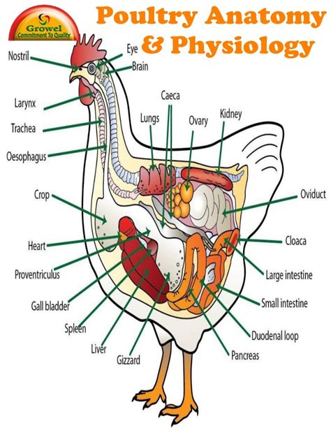 chicken anatomy physiology