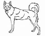 Dog Coloring Pages Bernese Mountain Siberian Husky Getdrawings Getcolorings sketch template