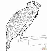 Condor Coloring Pages California Andean Perched Birds Printable Template Condors sketch template