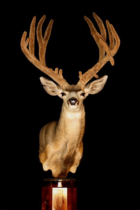 taxidermy pics taxidermy coueswhitetailcom discussion forum