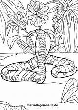 Kobra Malvorlage Schlangen Ausmalbild Ausmalen öffnen sketch template