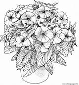 Adulte Pdf Petunias Petunia Blumen Mandalas Ausmalen Bestcoloringpagesforkids Potted Erwachsene Megamall Coloringhome sketch template
