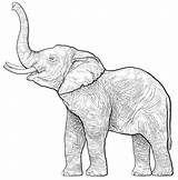 Coloring Elephant Adults Pages Realistic Kids sketch template