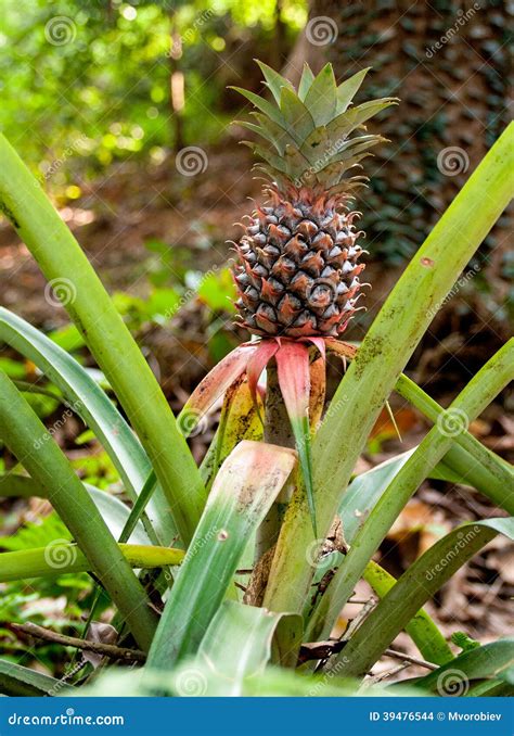pineapple  farm stock photo image  ananas agriculture