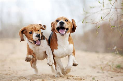 running puppies humane society  douglas county