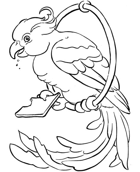 bird nest coloring pages  nature lovers   ages