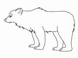 Polar Beruang Ours Animals Mewarnai Coloriages Drawing sketch template