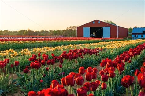 tulip  farm songquan photography
