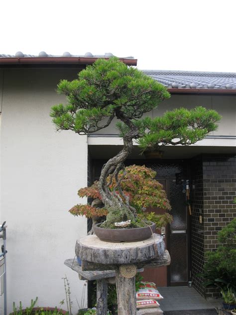 kiyoshi hiramatsu hiramatsu shunshoen bonsai garden