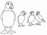 Coloring Puffins Puffin Atlantic Coloringbay sketch template