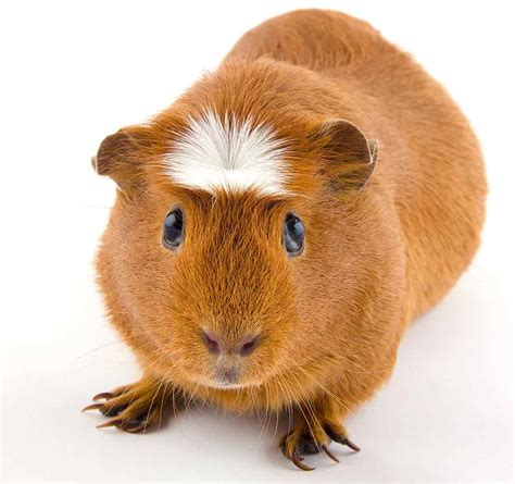 guinea pig breeds discover   cavies   complete list