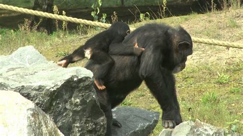 chimpansees safaripark beekse bergen youtube