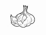 Garlic Some Coloring Pages Coloringcrew Vegetables Food sketch template
