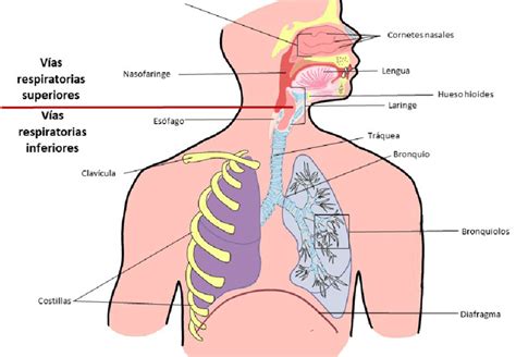 el sistema respiratorio estructura basica del sistema respiratorio  scientific