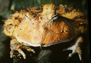 amazon horned frog