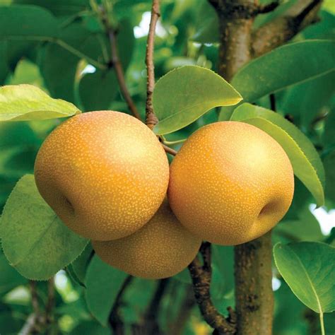 hosui asian pear tree juicier  sweeter   normal pear    orchards