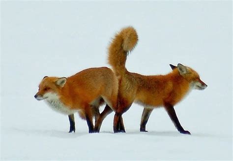red fox breeding reproductive development wildlife online