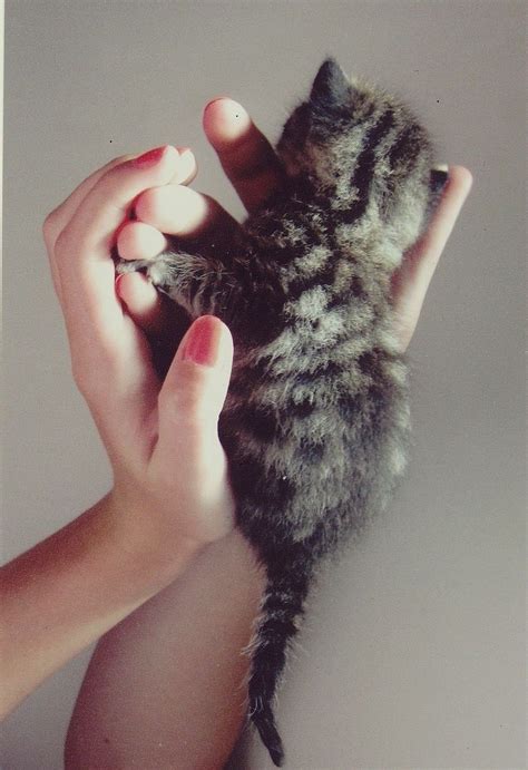 Kitten By Bianca Erceg