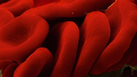 drug toting red blood cells  vanquish allergies  autoimmune