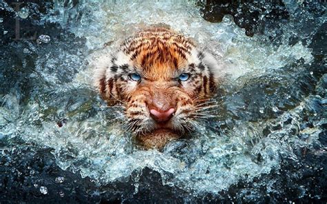 angry tiger wallpapers top  angry tiger backgrounds wallpaperaccess