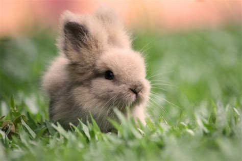 cute rabbit wallpaper wallpapersafaricom