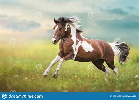 pinto horse run stock photo image  pinto stallion