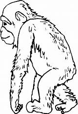 Scimmie Coloratutto sketch template