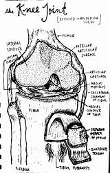 Knee Drawing Detailed Anatomy Joint Bones Tumblr sketch template
