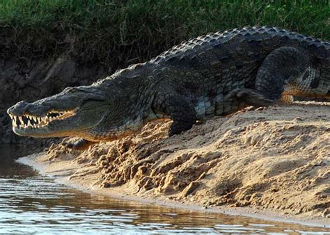 india capturan  cocodrilo  mato  siete personas en siete anos